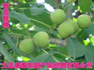 綿核桃 品種、價(jià)格與圖片全解析